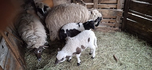 vând 3 oițe la prima fătare cu miei - imagine 2