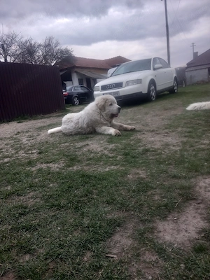 Vând cățel de 7 luni vaccinat,deparazitat conform varstei,se pot vedea și părinți.afectuos și iubito - imagine 2