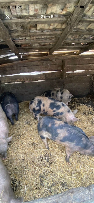 Purcei și grasuni marele alb și pietran - imagine 4