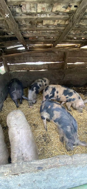 Purcei și grasuni marele alb și pietran