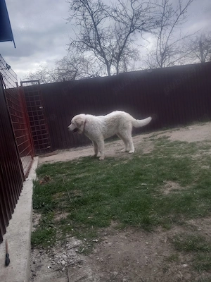 Vând cățel de 7 luni vaccinat,deparazitat conform varstei,se pot vedea și părinți.afectuos și iubito - imagine 3