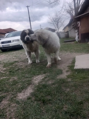 Vând cățel de 7 luni vaccinat,deparazitat conform varstei,se pot vedea și părinți.afectuos și iubito