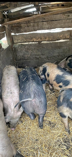 Porci de crescut pietran