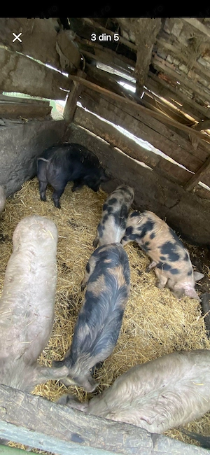 Purcei și grasuni marele alb și pietran - imagine 3