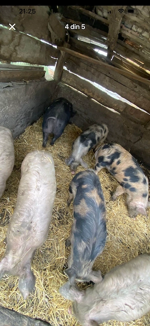 Purcei și grasuni marele alb și pietran - imagine 2