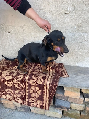 Cățelușă Teckel  - imagine 4