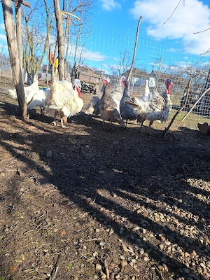 Ouă de curca  - imagine 3