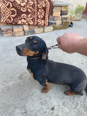 Cățelușă Teckel  - imagine 2