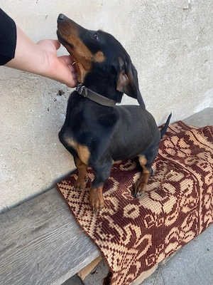 Cățelușă Teckel  - imagine 3