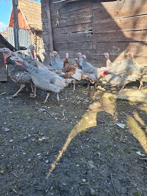 Ouă de curca  - imagine 4