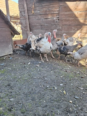 Ouă de curca  - imagine 5