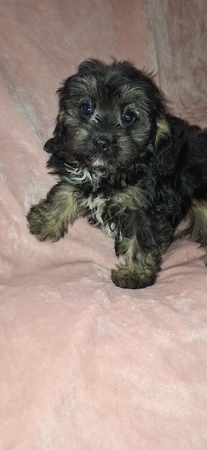 Cavapoo f1 - imagine 3