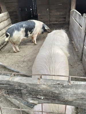 Vând porci pentru sacrificare 