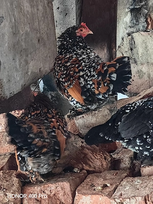 oua disponibile  - imagine 2