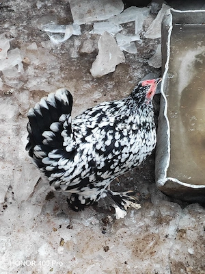 oua disponibile  - imagine 3