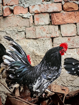 oua disponibile  - imagine 5