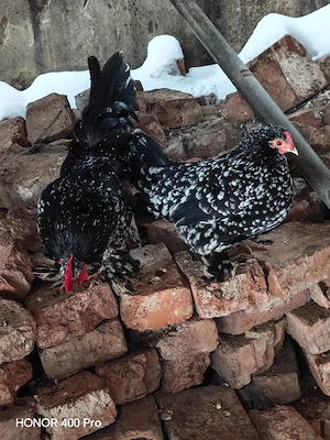 oua disponibile  - imagine 4