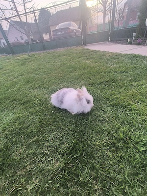 Vând iepuri cap de Leu - imagine 3