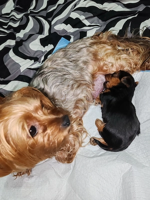 Yorksaer terier caută   - imagine 2