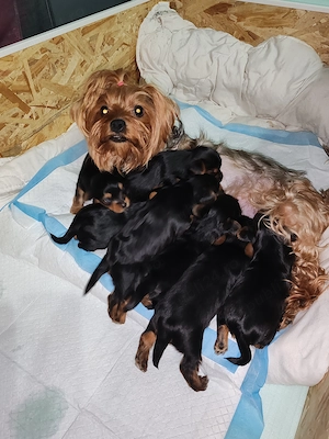 Yorksaer terier caută   - imagine 3