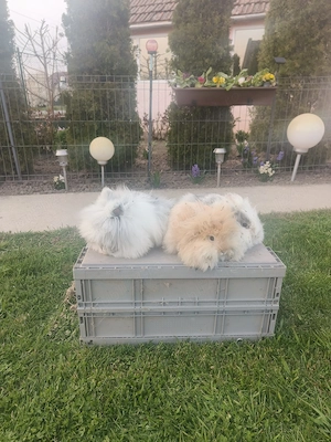 Vând iepuri cap de Leu - imagine 4