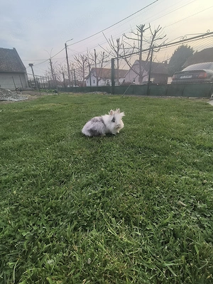 Vând iepuri cap de Leu - imagine 2