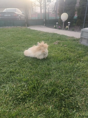 Vând iepuri cap de Leu