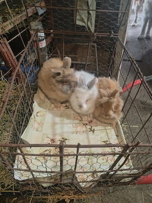 Vând iepuri cap de Leu - imagine 5