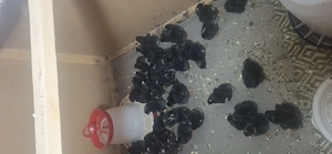 Oua pentru incubat si pui din rasa Playmouth Rock barat - imagine 2