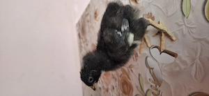 Oua pentru incubat si pui din rasa Playmouth Rock barat - imagine 3