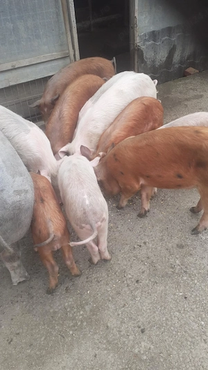 Vând porci Judet Olt