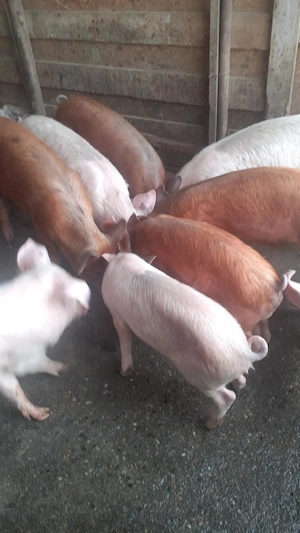 Vând porci Judet Olt - imagine 3