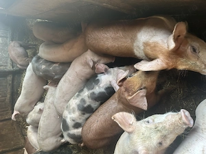 Purcei și porci mari de vânzare  - imagine 3