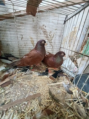 Porumbei Jucători De Galați - imagine 3