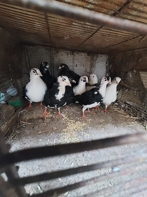 Porumbei Jucători De Galați - imagine 2