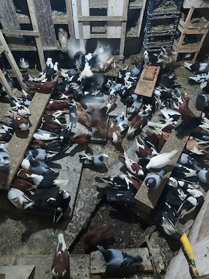 Porumbei Jucători De Galați - imagine 4