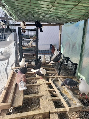 Porumbei Jucători De Galați - imagine 5