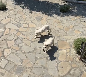 Vand bichon maltez sau schimb cu pasari  - imagine 2