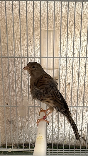 Canari si canarite de vanzare - imagine 3