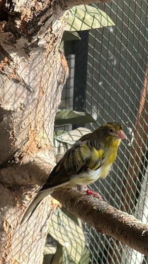 Canari si canarite de vanzare - imagine 2