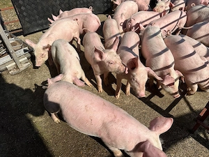 Vând purcei sănătoși, Serano. - imagine 2