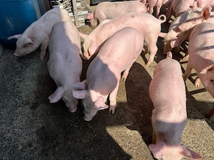 Vând purcei sănătoși, Serano. - imagine 4