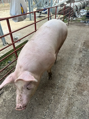 Scrofite bine selectate pentru reproductie - imagine 2