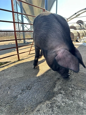 Scrofite bine selectate pentru reproductie - imagine 3