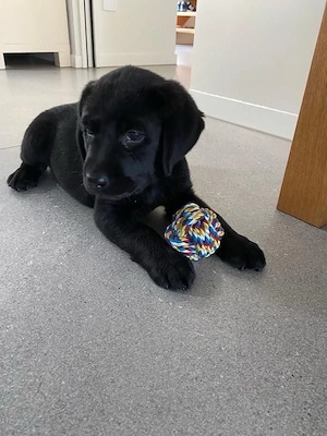 Labrador Retriver  - imagine 2