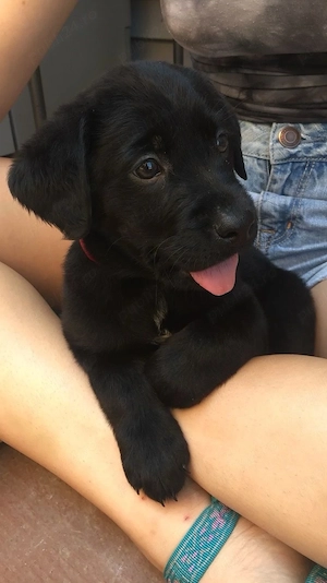 Labrador Retriver  - imagine 3