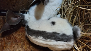 Fluture german masculi  - imagine 3