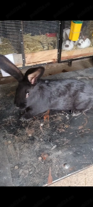 Fluture german masculi  - imagine 5