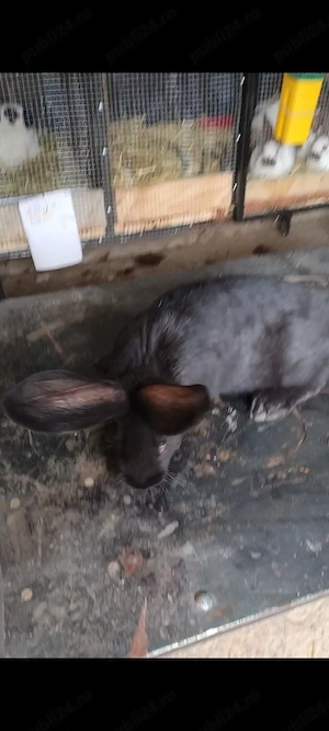 Fluture german masculi  - imagine 4