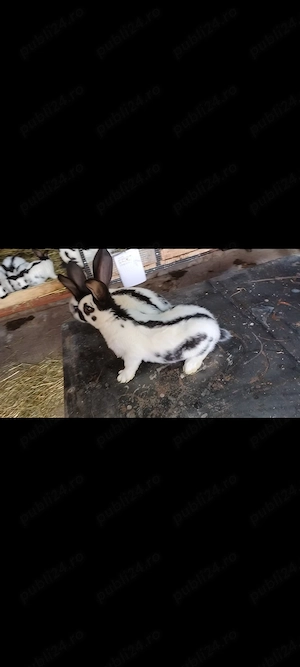 Fluture german masculi 